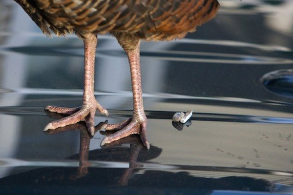 bird-dropping-poop-is-very-acidic-and-can-destroy-paintwork-always-remove-as-soon-as-possible