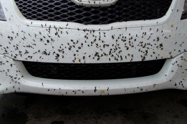 bug-gut-is-acidic-and-can-be-as-harmful-as-bird-poop-dropping-so-dont-wait-till-it-hardens-or-your-car-will-have-ugly-marks