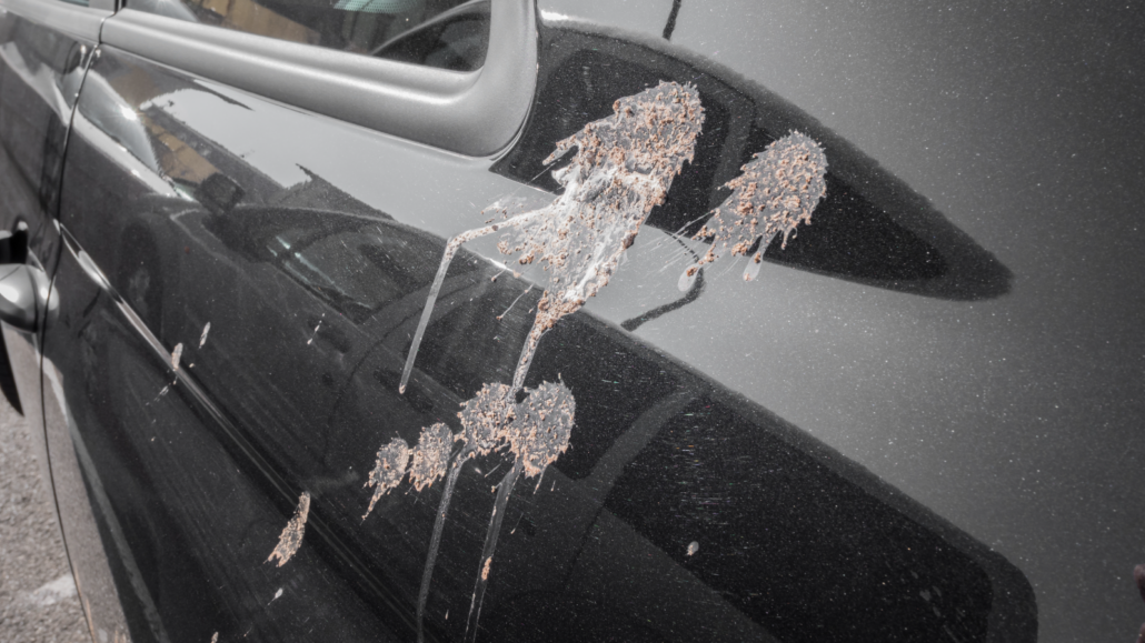 Car covered in bird droppings that can damage the car's paint
