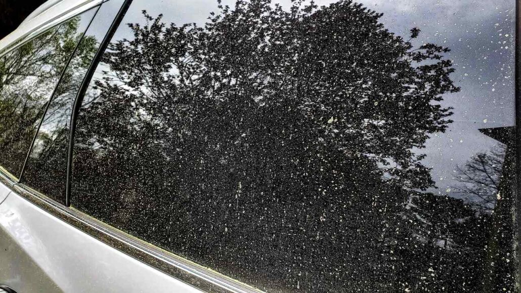 Dry pollen contaminating your car's paint and windows.